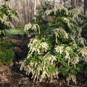 Mountain fire japanese pieris covered  in white flowers.