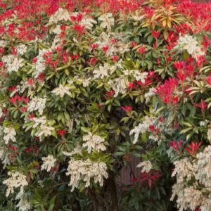 Japanese pieris andromeda in red and green foliage covered in white flowers.