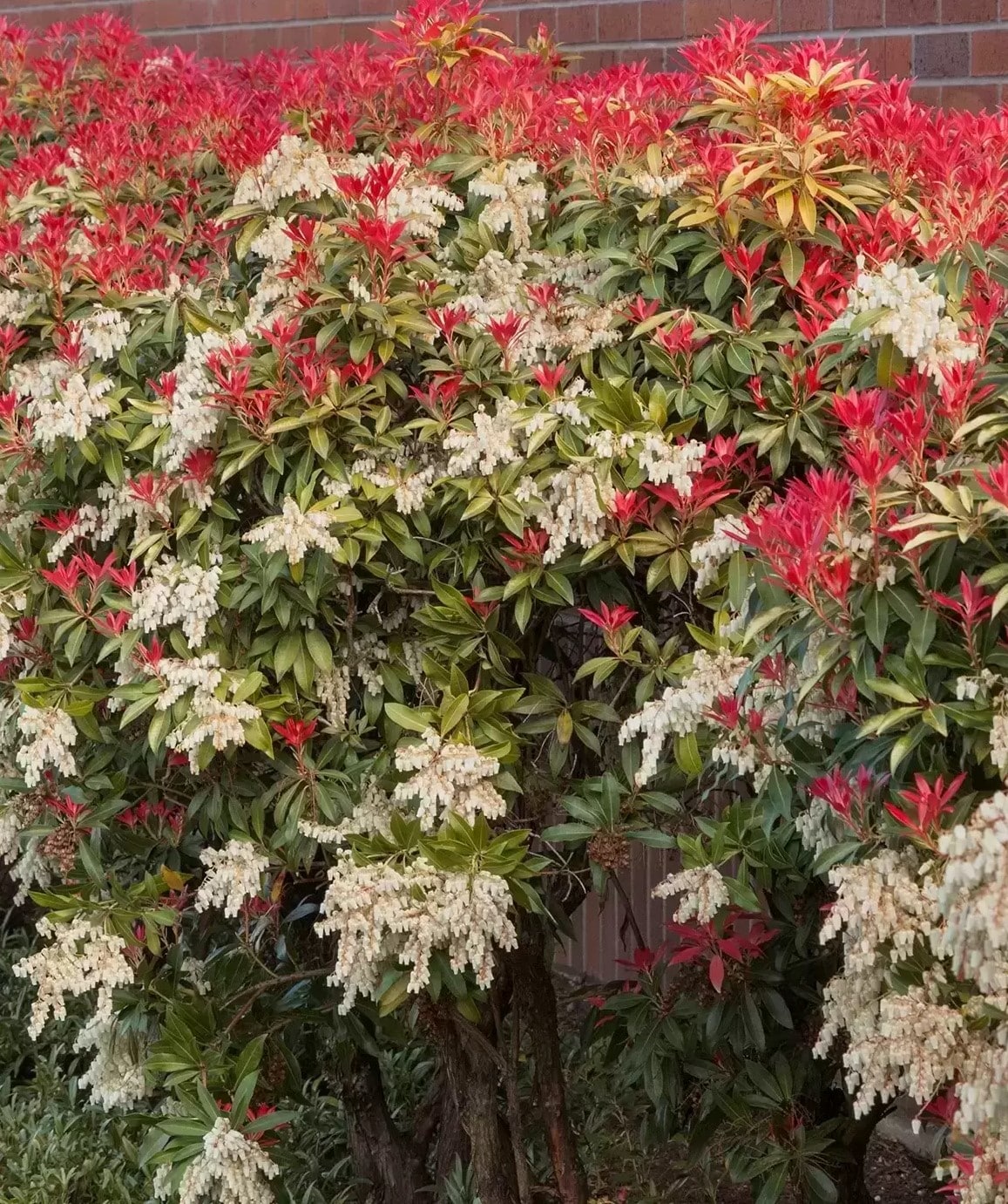Japanese pieris andromeda in red and green foliage covered in white flowers.