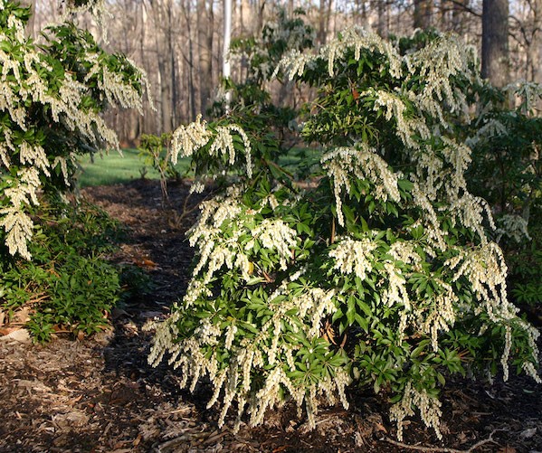 Mountain fire japanese pieris covered  in white flowers.