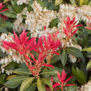 Pieris japonica mountain fire young red shoots against mature green foliage.