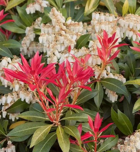 Pieris japonica mountain fire young red shoots against mature green foliage.