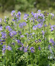 Polemonium borealis heavenly habit purple flowers en masse.