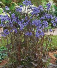 Polemonium yezoense purple rain lavender blue flowers.