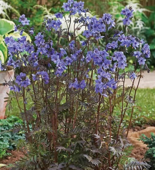 Polemonium yezoense purple rain lavender blue flowers.