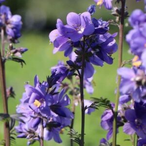 Polemonium yezoense purple rain plant with purplely green foliage and stems topped with deep lavender blue flowers.