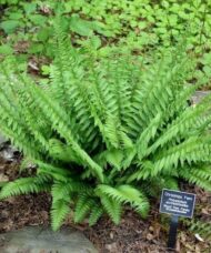 Christmas fern plant, young and fresh green.
