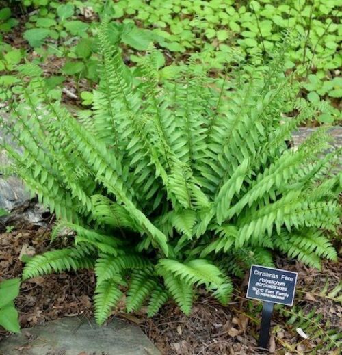 Christmas fern plant, young and fresh green.