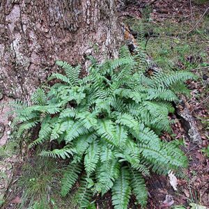 Christmas fern young shoots in spring in a border with a fence behind it.