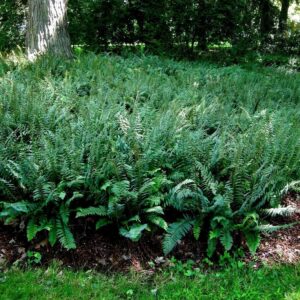 Christmas fern planting swath in a bed under a tree.