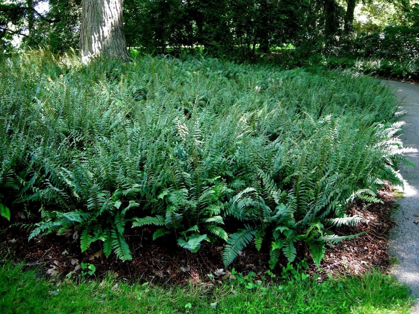 Christmas fern planting swath in a bed under a tree.