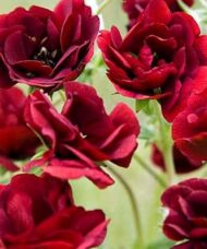 Red cinquefoil tiny rose-like flowers