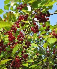 Pin cherry fruits of dark red on tree branches.