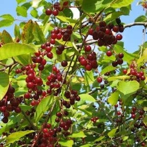 Pin cherry fruits of dark red on tree branches.