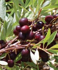 Western sand cherry very dark fruits closeup.