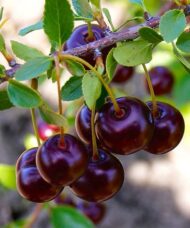 Prunus x kerrasis cupid dark red cherries on the stem.