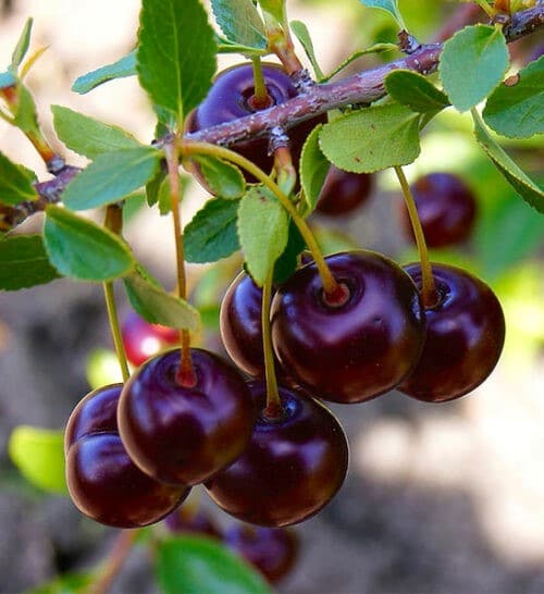 Prunus x kerrasis cupid dark red cherries on the stem.