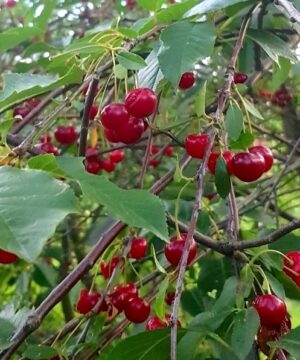 Valentine cherry tree branches full of bright cherry red cherries.