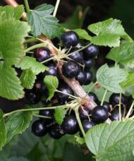 Wild black currant fruit on the stem.