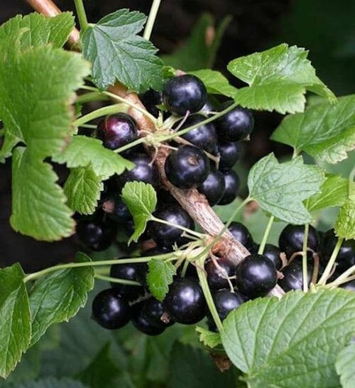 Wild black currant fruit on the stem.