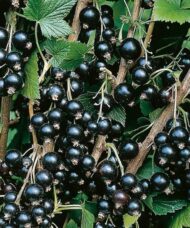 Ribes nigrum ben sarek currants covering the shrub's stems.