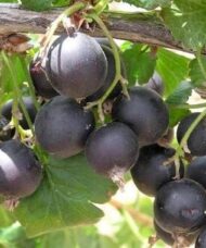 Jostaberry plump dark fruits on the stem.