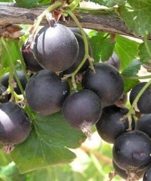 Jostaberry plump dark fruits on the stem.