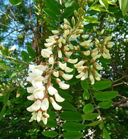 Black locust tree hanging white flower buds.