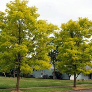 Black locust trees in autumn.