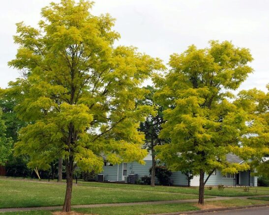 Black Locust | Robinia pseudoacacia trees Black locust trees in autumn.