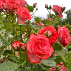 Hardy rose blooms and buds against a blue sky.