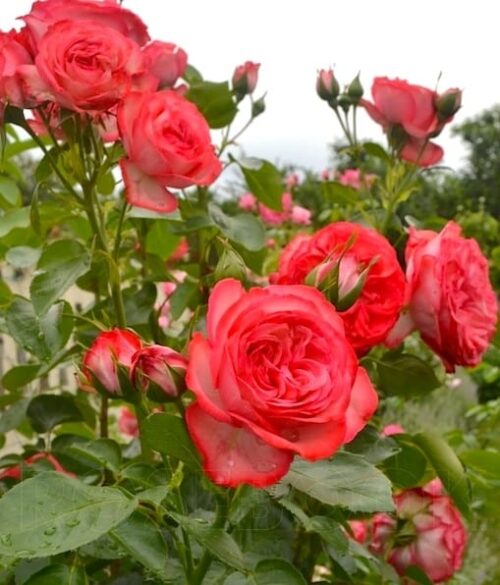 Hardy rose | Pink and white climbing rose Hardy rose blooms and buds against a blue sky.