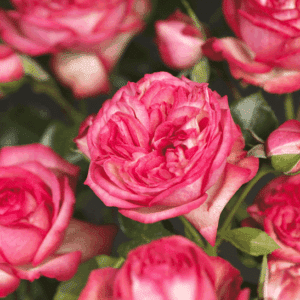 Large flowered climbing rose double blooms close up.