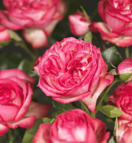 Large flowered climbing rose | Pink and white climbing rose Large flowered climbing rose double blooms close up.