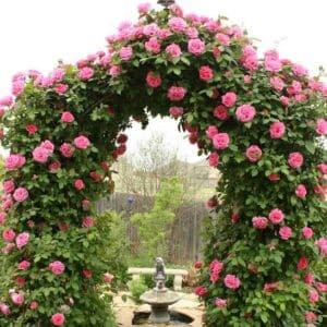 Pink and white climbing rose vine covering an arbour with blooms.