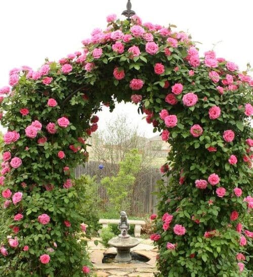 Pink and white climbing rose vine covering an arbour with blooms.