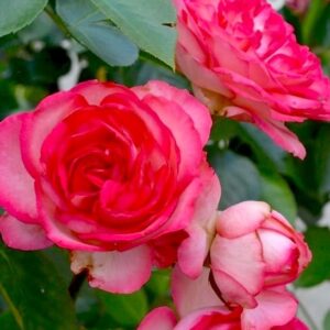Pink and white climbing rose flowers showing double bloom nature.