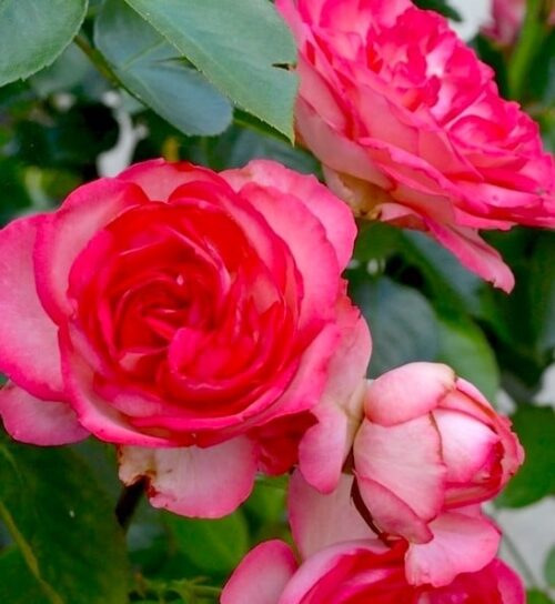 Pink and white climbing rose | Rosa antike 89 flowers Pink and white climbing rose flowers showing double bloom nature.