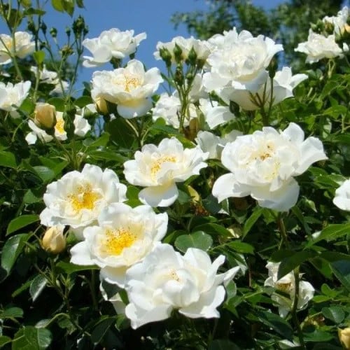 Direktor benschop rose white blooms on the vine.