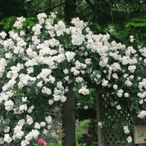 Hardy climbing rose blooms completely covering the top of an arbour.