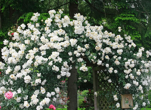 Hardy climbing rose blooms completely covering the top of an arbour.