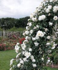 White climbing rose vine and blooms running up the side of an arbour set against a charming yard.