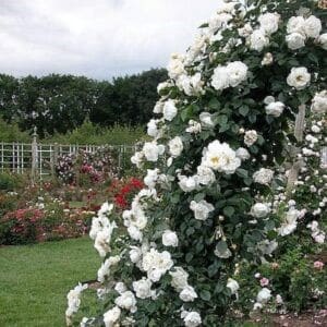 White climbing rose vine and blooms running up the side of an arbour set against a charming yard.