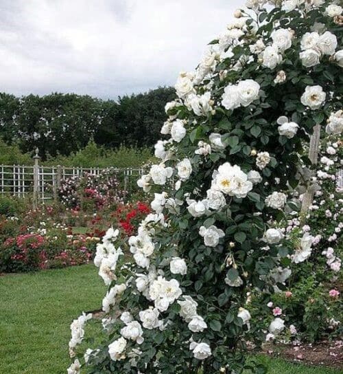 White climbing rose vine and blooms running up the side of an arbour set against a charming yard.