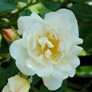 White climbing rose single bloom with yellow stamens.