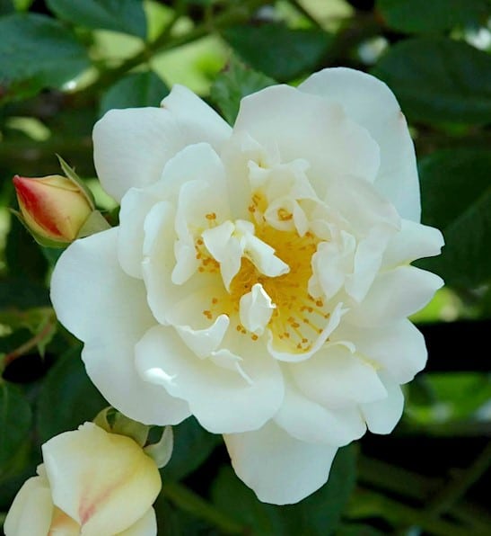 White climbing rose single bloom with yellow stamens.