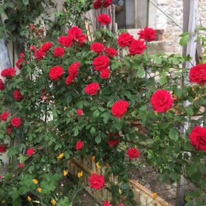 Hardy climbing rose full of red blooms