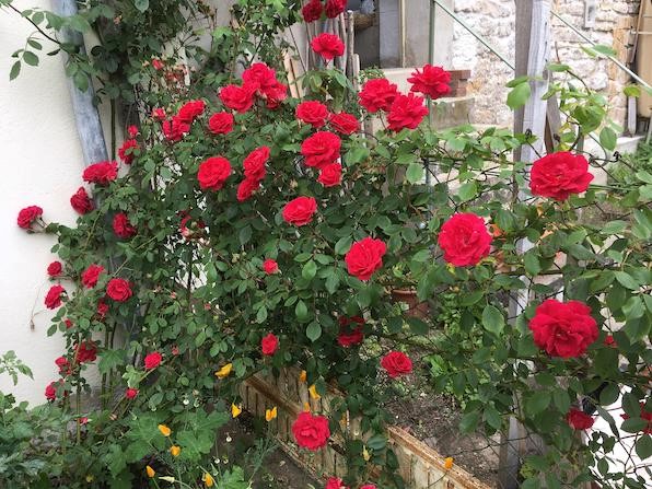 Hardy climbing rose full of red blooms