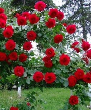 Red climbing rose blooms on the vine climbing a trellis.