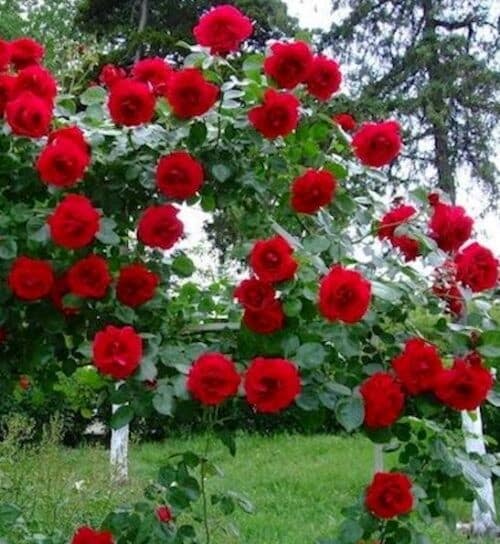 Red climbing rose blooms on the vine climbing a trellis.